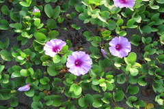 Ipomoea pes-caprae